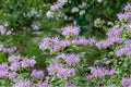 Wild Bergamot Seeds – Monarda fistulosa Native Perennial Herb Pollinator Plant for Bees & Butterflies