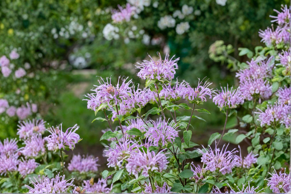 Wild Bergamot Seeds – Monarda fistulosa Native Perennial Herb Pollinator Plant for Bees & Butterflies