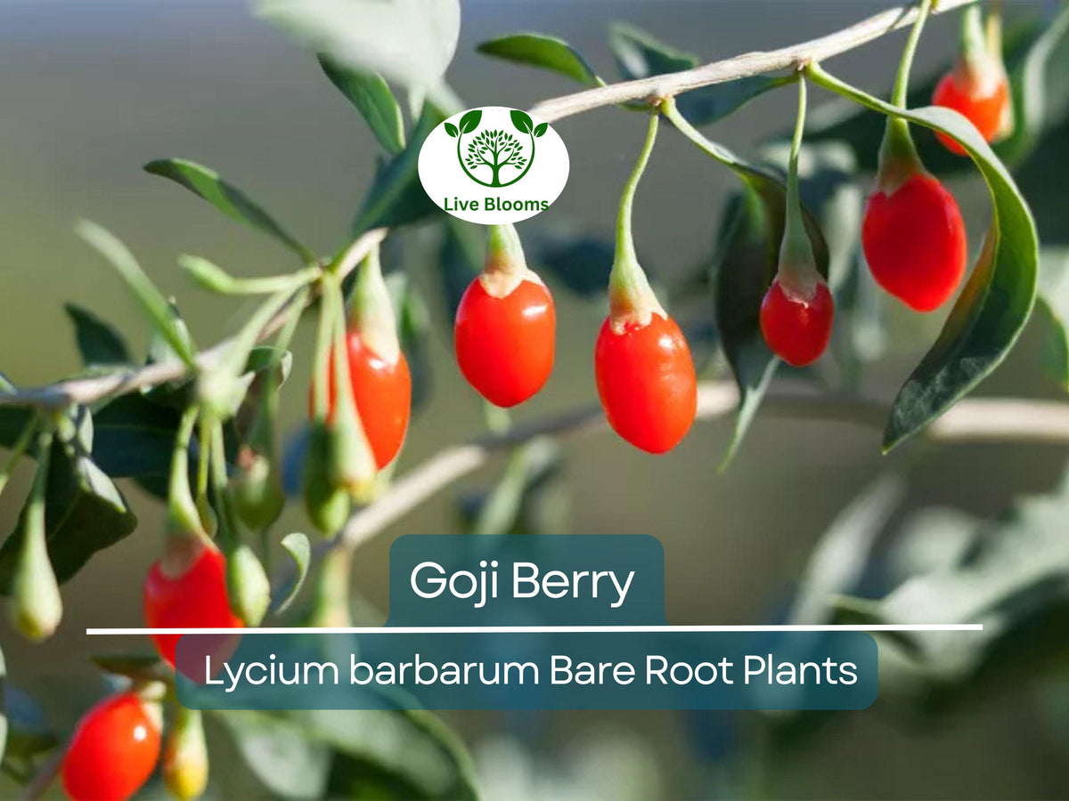 Goji Berry Plant Bare Root Lycium barbarum Superfruit Shrub Hardy Perennial Edible Landscape