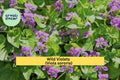 Wild Violet Plants – 12 Bareroot Rhizomes Viola sororia, Hardy Purple Perennial Ground Cover for Shade Gardens