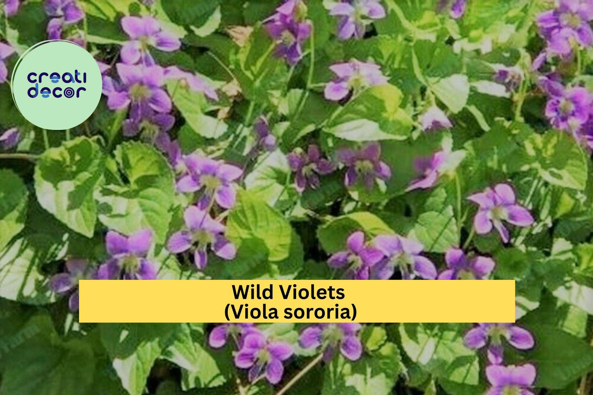 Wild Violet Plants – 12 Bareroot Rhizomes Viola sororia, Hardy Purple Perennial Ground Cover for Shade Gardens
