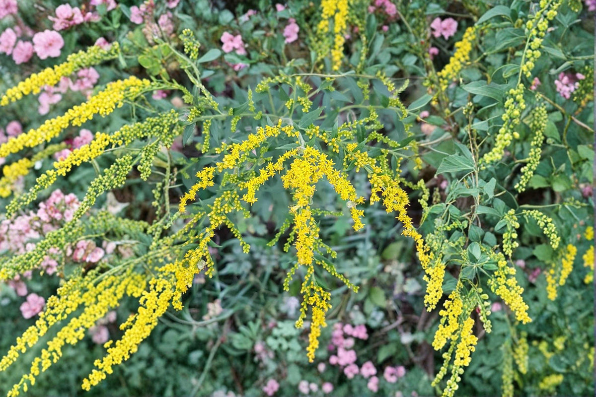 Elmleaf Goldenrod Seeds – Native Wildflower, Pollinator Plant, Solidago ulmifolia, Fall Blooms, Perennial Seed Pack