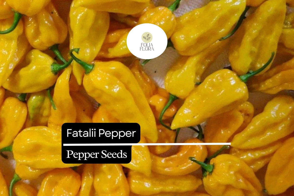 5 Seeds Fatalii Pepper Capsicum chinense Rare Yellow Chili for Hot Sauces, Salsas, Exotic Culinary Use