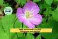 Wild Geranium Cranesbill Bare Root Perennial Plants – Geranium maculatum, Pink to Lavender Flowers, Native Shade Garden
