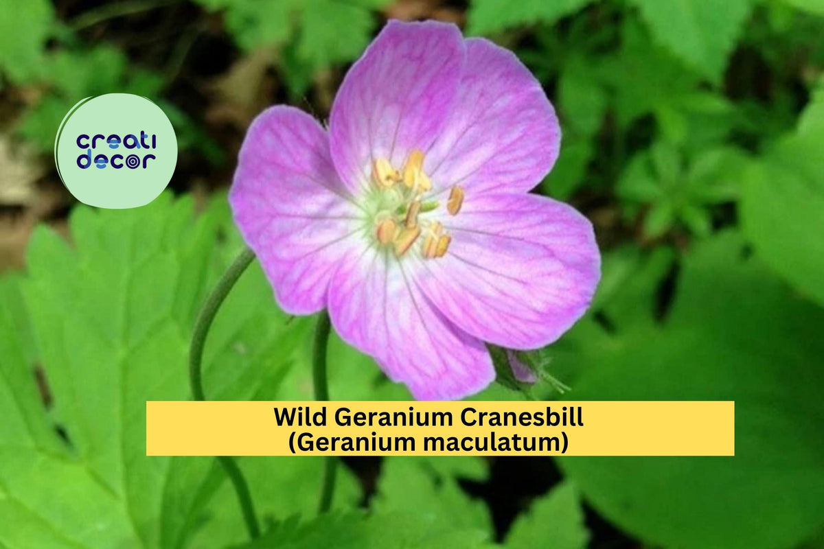 Wild Geranium Cranesbill Bare Root Perennial Plants – Geranium maculatum, Pink to Lavender Flowers, Native Shade Garden