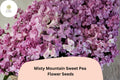 Misty Mountain Sweet Pea Seeds | Lathyrus odoratus Climbing Vine for Garden, Fences & Trellises, Soft Pastel Blooms, 50+ Seeds