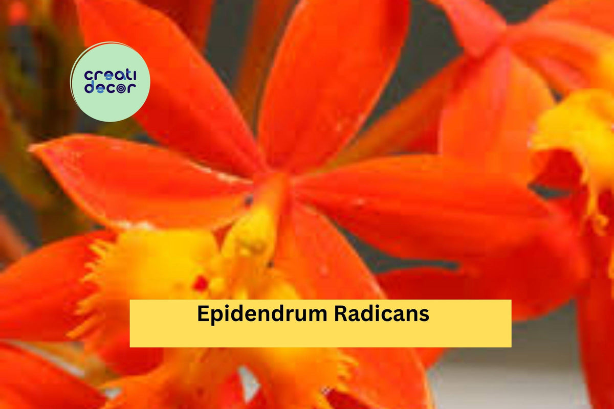 Epidendrum radicans Bare Root Orchid – Orange Reed Stem, Perennial, Bright Blooms, Hardy Indoor/Outdoor Plant