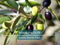 Olive Tree Starter Plant 5-6" Arbequina Olea europaea Drought Tolerant Container Garden