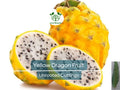 Yellow Dragon Fruit Cutting, Palora Variety, 3-4 Inches, Hylocereus megalanthus, Tropical Cactus for Propagation, Edible Yellow Fruit