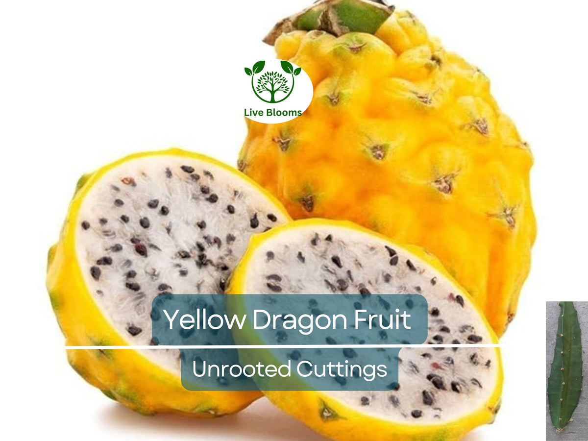 Yellow Dragon Fruit Cutting, Palora Variety, 3-4 Inches, Hylocereus megalanthus, Tropical Cactus for Propagation, Edible Yellow Fruit