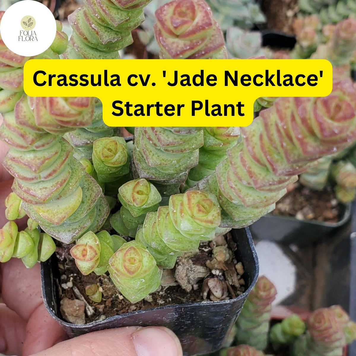 Crassula cv. Jade Necklace Rare Live Succulent Plant in 2" Pot, Easy Care Indoor Succulent, Unique Green & Red Edged Foliage