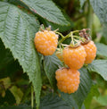 2 Fall Gold Raspberry Plants | Rubus idaeus Bare Root Berry Bushes for Garden, Patio, Home Orchard