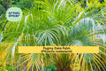 Pygmy Date Palm Seeds – 5 Non-GMO Phoenix roebelenii Dwarf Palm Tree Seeds for Indoor & Outdoor Container Gardens