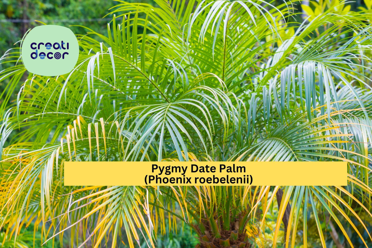 Pygmy Date Palm Seeds – 5 Non-GMO Phoenix roebelenii Dwarf Palm Tree Seeds for Indoor & Outdoor Container Gardens