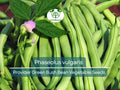 20 Seeds Provider Green Bush Bean Phaseolus vulgaris Heirloom Vegetable for Home Gardening & Container Planting
