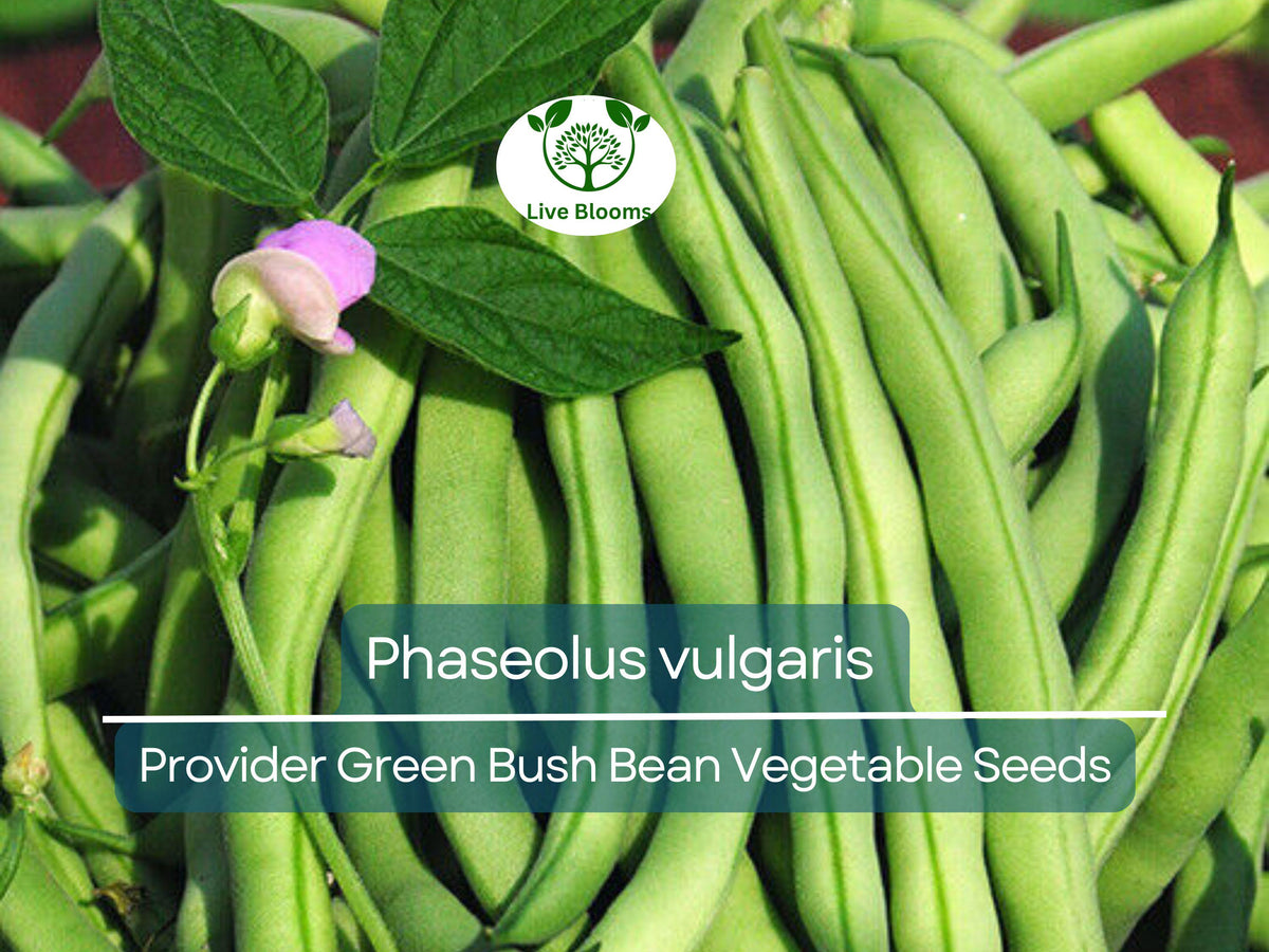 20 Seeds Provider Green Bush Bean Phaseolus vulgaris Heirloom Vegetable for Home Gardening & Container Planting