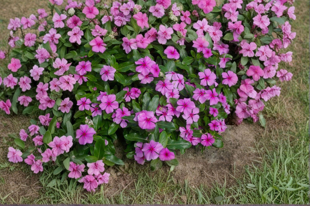 Madagascar Periwinkle Seeds – Catharanthus roseus, 100 Pack, Drought & Heat Tolerant Annual Flower, Pink, White, Red, Purple