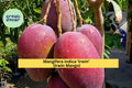 Live Irwin Mango Tree Plant – 7–10 Inch Red Tropical Fruit Tree, Mangifera indica ‘Irwin’ for Patio or Garden in USDA Zones 9–11