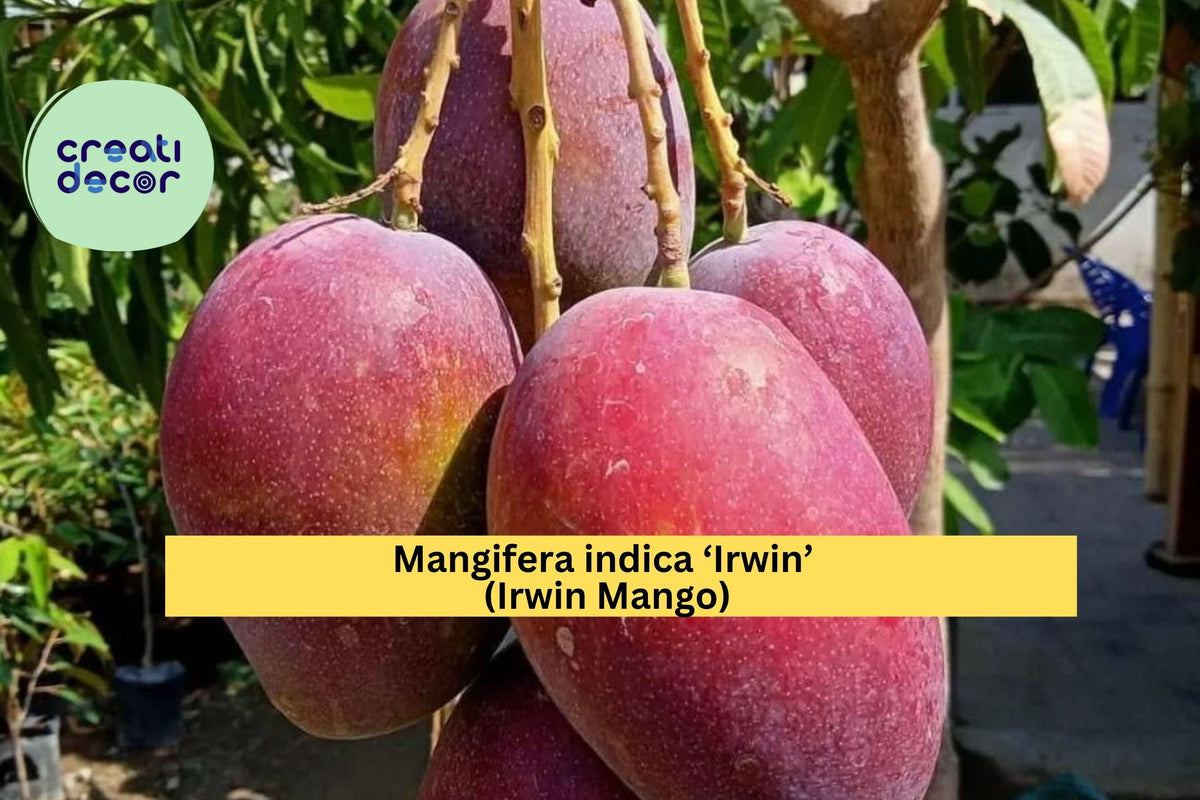 Live Irwin Mango Tree Plant – 7–10 Inch Red Tropical Fruit Tree, Mangifera indica ‘Irwin’ for Patio or Garden in USDA Zones 9–11
