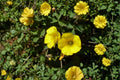 Chilean Yellow Clover Seeds – Oxalis valdiviensis – Yellow Sorrel Groundcover – Perennial Herb for Gardens & Containers
