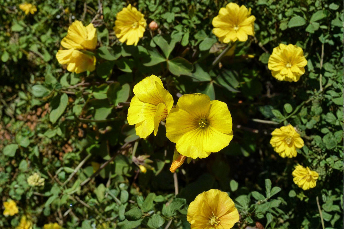 Chilean Yellow Clover Seeds – Oxalis valdiviensis – Yellow Sorrel Groundcover – Perennial Herb for Gardens & Containers