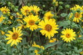 Early Sunflower Seeds – Bright Yellow Flowering Plant, Helianthus annuus, Fast-Growing Annual for Garden Borders & Pollinators