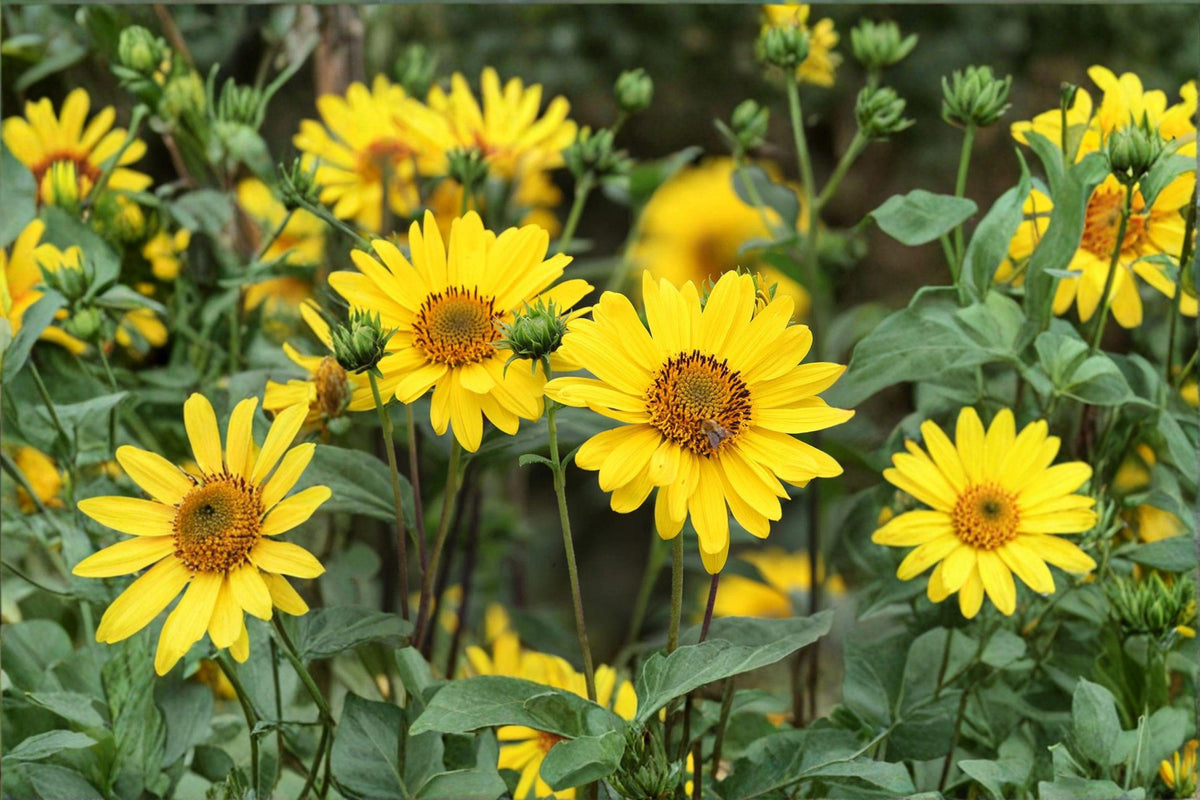 Early Sunflower Seeds – Bright Yellow Flowering Plant, Helianthus annuus, Fast-Growing Annual for Garden Borders & Pollinators