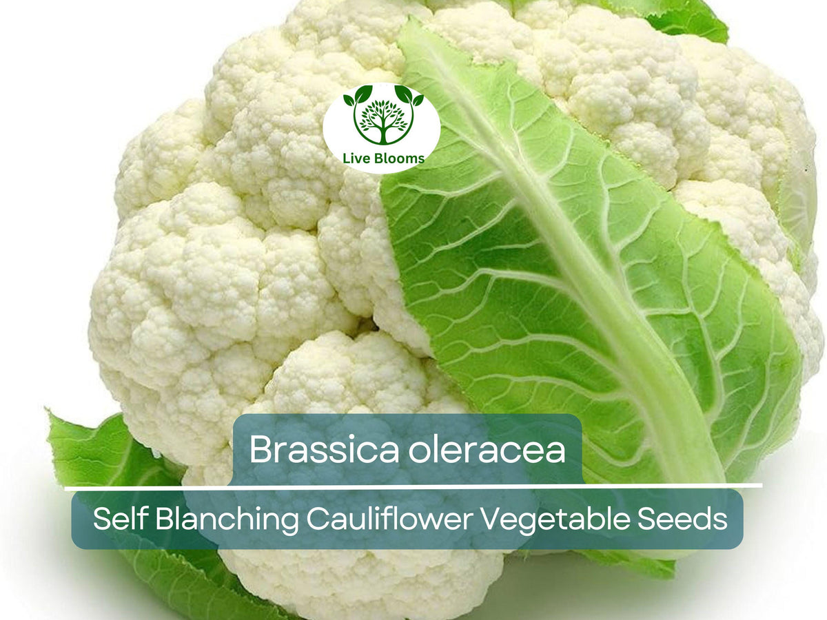 Self-Blanching Cauliflower Seeds – Brassica oleracea, Easy to Grow, Tender White Heads, Cool-Season Vegetable for Garden, Raised Bed, Container Planting