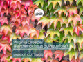 Virginia Creeper Vine Cuttings, Parthenocissus quinquefolia, Climbing Wall Covering, Garden Landscaping, Fall Foliage, Native North America
