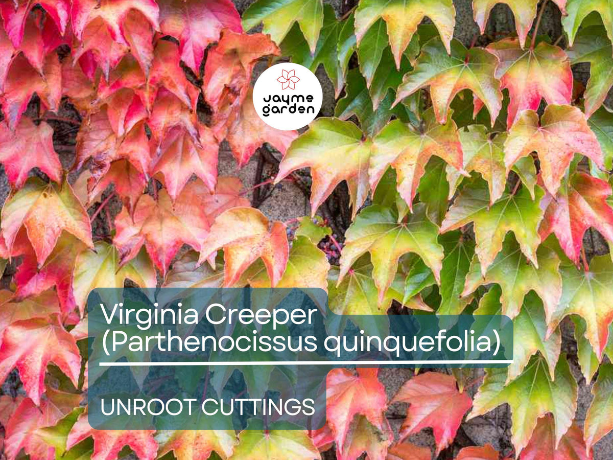 Virginia Creeper Vine Cuttings, Parthenocissus quinquefolia, Climbing Wall Covering, Garden Landscaping, Fall Foliage, Native North America