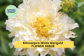 25+ Kilimanjaro White Marigold Seeds – Creamy White Blooms for Garden Planting, Elegant Bedding Flowers for Borders & Pots – USA