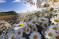 Oxeye Daisy Seeds – Leucanthemum vulgare Wildflower, White Perennial, Pollinator-Friendly, 100 Seeds