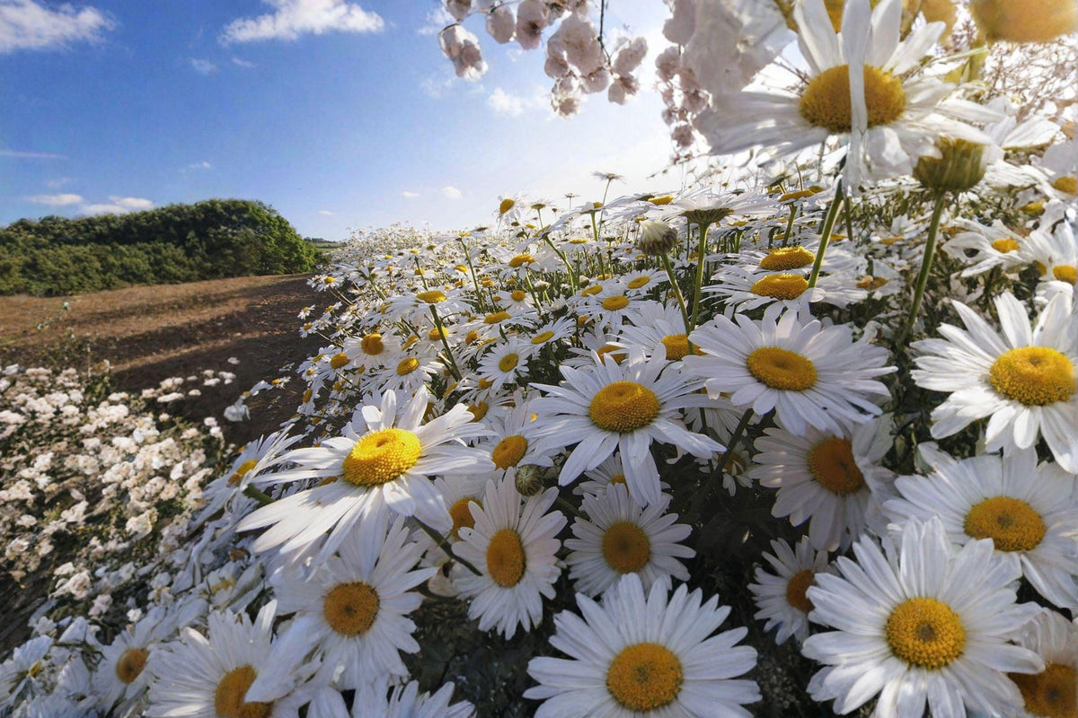 Oxeye Daisy Seeds – Leucanthemum vulgare Wildflower, White Perennial, Pollinator-Friendly, 100 Seeds