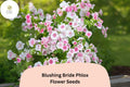 Blushing Bride Phlox Seeds – Soft Pink Perennial Flowers for Gardens, Pollinator Attracting, Phlox paniculata, 100+ Seeds