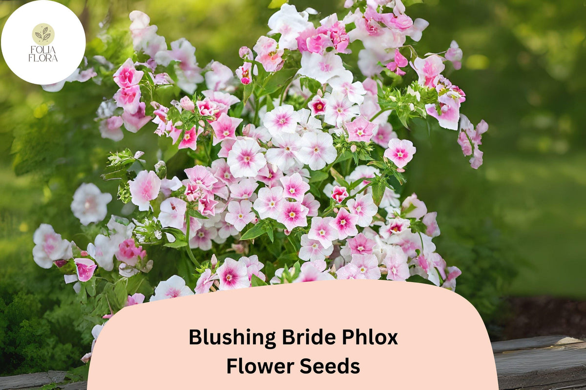 Blushing Bride Phlox Seeds – Soft Pink Perennial Flowers for Gardens, Pollinator Attracting, Phlox paniculata, 100+ Seeds