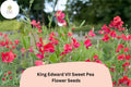 50+ King Edward VII Sweet Pea Seeds | Fragrant Deep Red Climbing Annual Flowers for Garden Trellis & Cut Flowers
