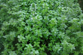 Heirloom Thyme Seeds, Culinary Herb, Pollinator Garden, Thymus vulgaris, 350 Seeds for Cooking & Borders