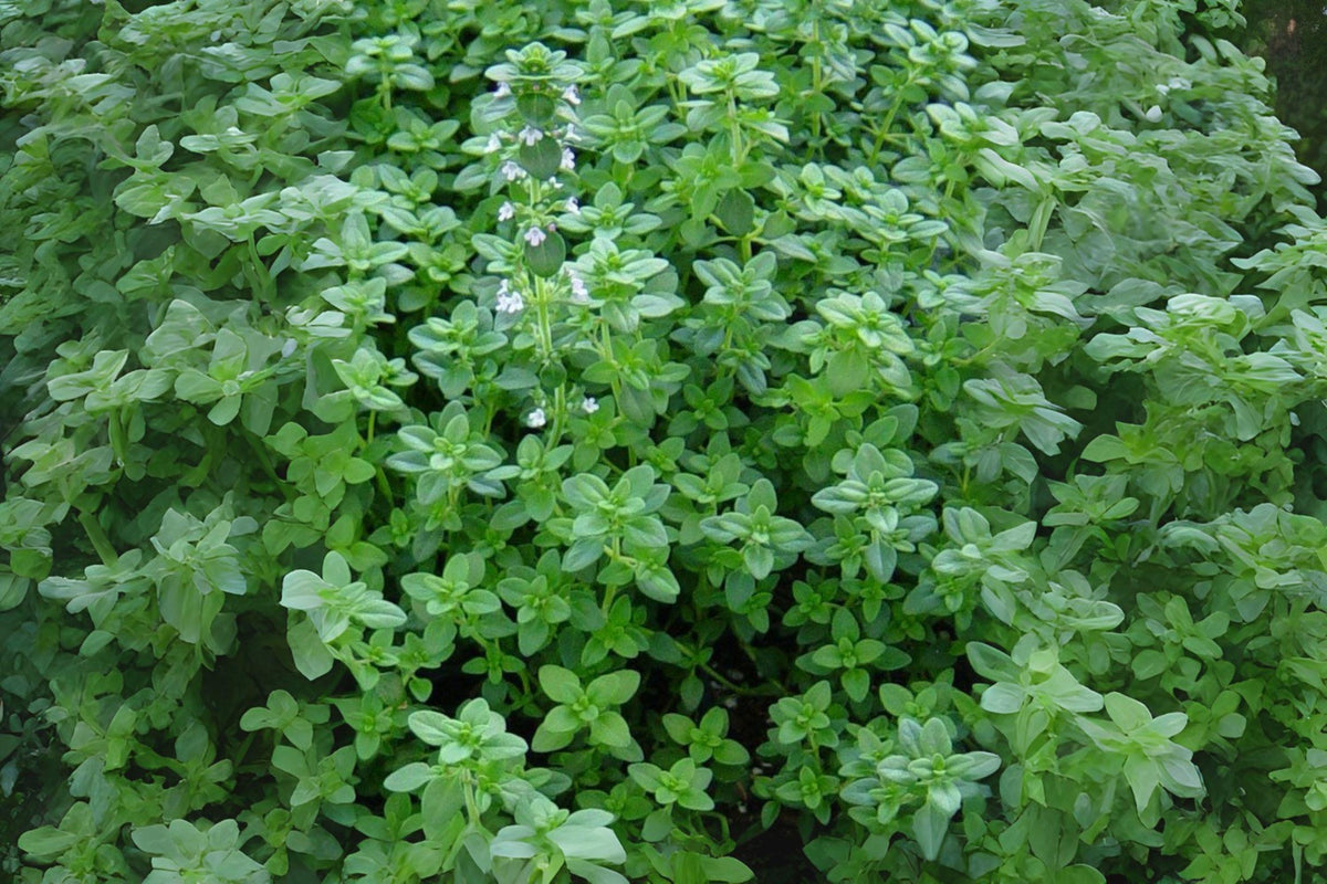 Heirloom Thyme Seeds, Culinary Herb, Pollinator Garden, Thymus vulgaris, 350 Seeds for Cooking & Borders