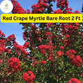 Live Bare Root Red Crape Myrtle Trees - 2ft Tall, Lagerstroemia indica, Vibrant Red Blooms, Ornamental Landscaping