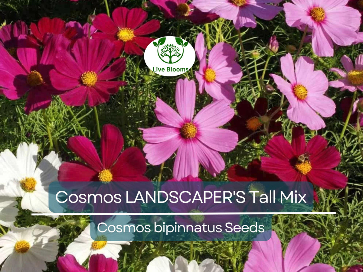 Cosmos bipinnatus Tall Mix Seeds – Bulk 500 Non-GMO Wildflower for Pollinators & Cut Flowers