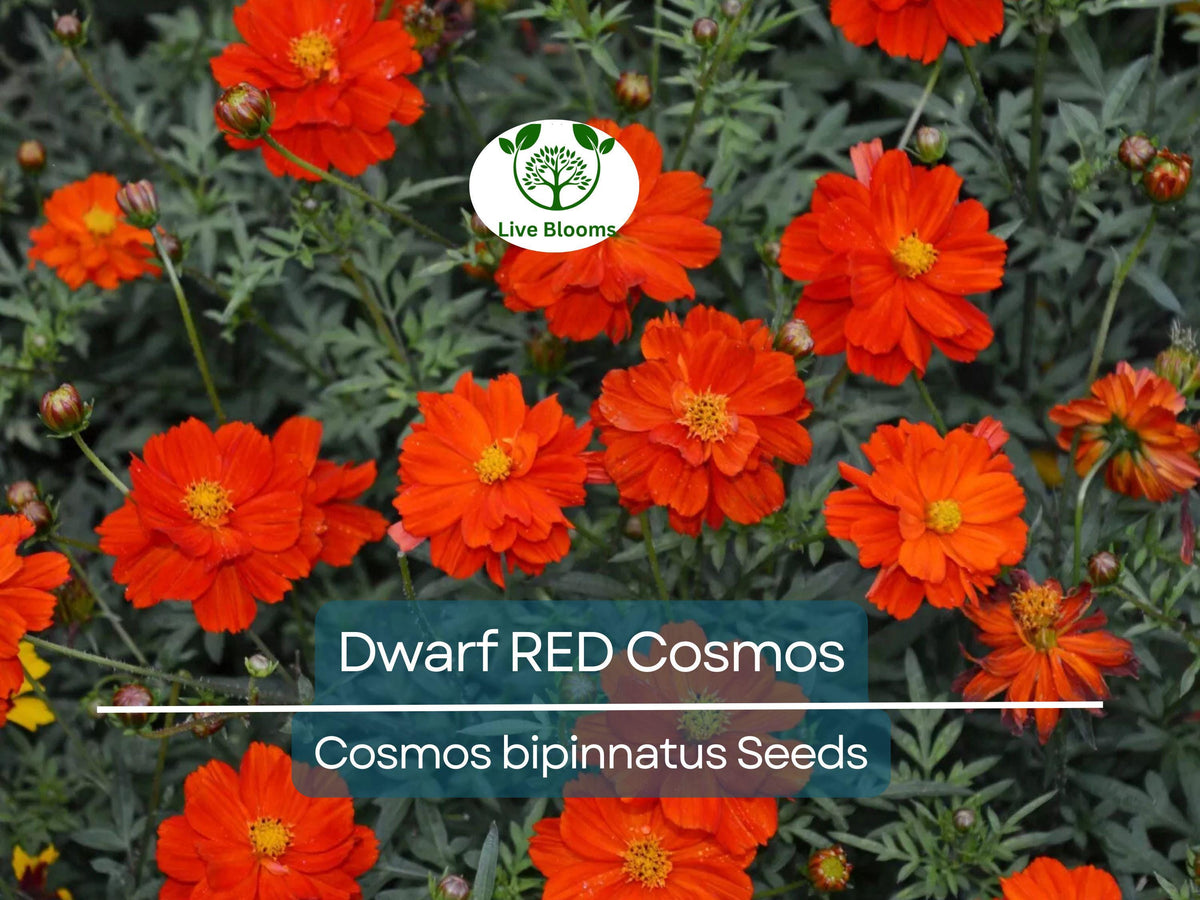 Dwarf Cosmos Seeds 100 Pack | Red Blooms | Cosmos bipinnatus | Compact Annual for Containers & Borders