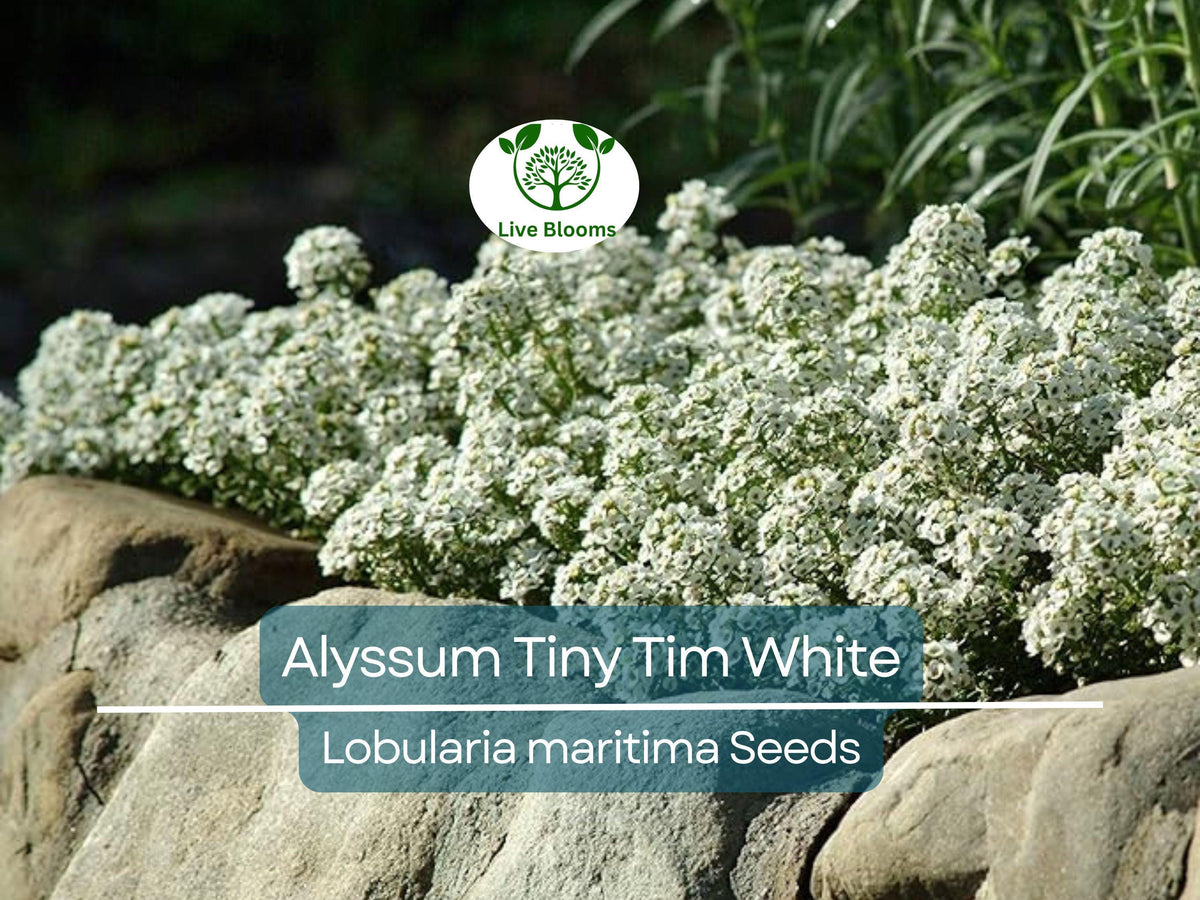 Alyssum Tiny Tim White Groundcover Seeds – Fragrant, Bee-Friendly, Non-GMO, Low Maintenance, 3-Inch White Blooms