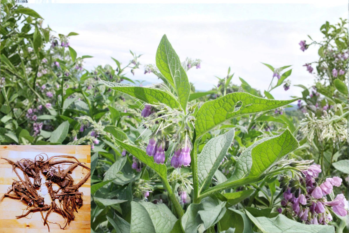 Russian Comfrey Root Crowns Bocking Variety – Symphytum × uplandicum, Perennial Herb, Live Plant Roots for Garden Beds & Landscaping