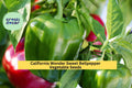 California Wonder Bell Pepper Seeds – 3 Pack, Sweet Green to Red, Capsicum annuum, Heirloom Vegetable Seeds for Garden & Container Growing