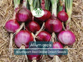 Onion Seeds 250mg Southport Red Globe Allium cepa Heirloom Red Onion for Gardening & Culinary Use