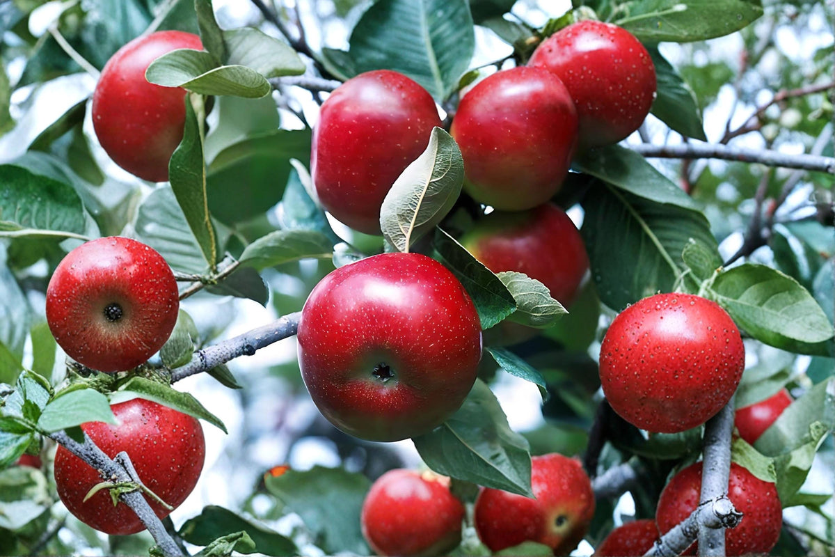Red Delicious Apple Tree - 2 ft Bare Root Semi Dwarf Malus domestica Fruit Tree for Home Garden
