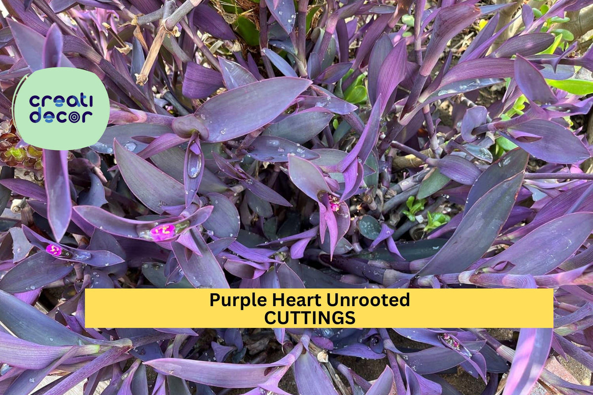 6 Purple Heart Cuttings | Tradescantia pallida Unrooted Tops | Wandering Jew Plant Starter | Trailing Purple Foliage