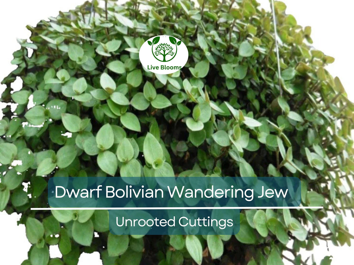 Unrooted Plant Cuttings Dwarf Bolivian Wandering Jew Tradescantia minima Callisia repens for Propagation, Indoor Garden