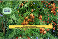 Thuja occidentalis Seeds – Eastern Arborvitae, Northern White Cedar, Evergreen Hedge Tree Seeds, Landscape Plant, 50 Count
