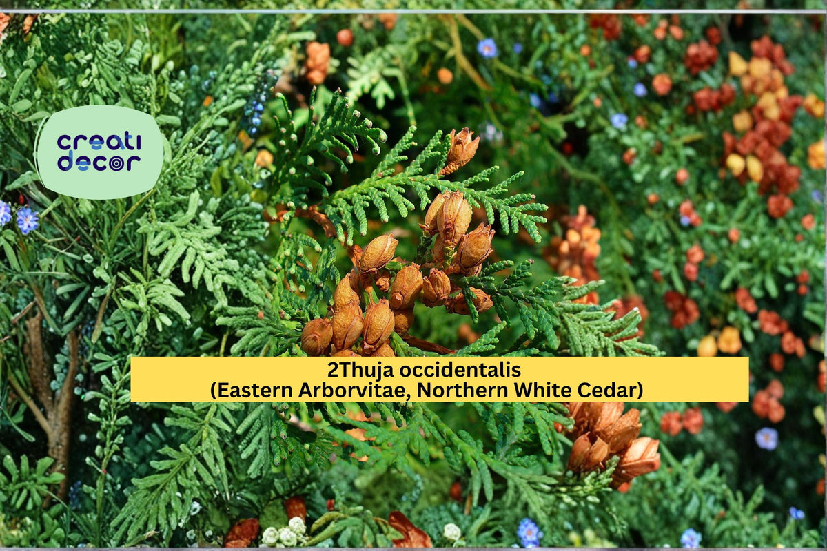Thuja occidentalis Seeds – Eastern Arborvitae, Northern White Cedar, Evergreen Hedge Tree Seeds, Landscape Plant, 50 Count